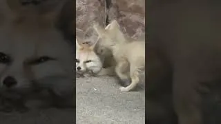 Thumbnail: Martini's mom would like a nap. Martini has different ideas. #fennecfox