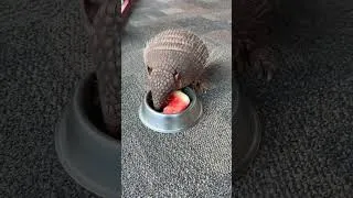 Thumbnail: Jonah the armadillo LOVES a cool sweet treat!