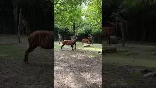 Thumbnail: Bongo introductions with Wade, Stevie, and Addy!