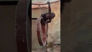 Thumbnail: Mboka Jo has become a good climber!