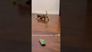 Thumbnail: Her first time playing with a ball. She is so cute🐾❤️#dachshund #dachshundpuppy #puppers #softpaws