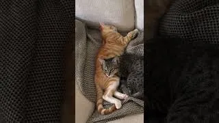 Thumbnail: These two always slept together since they were tiny. #snugglebug #kittenlove #kittencuddles