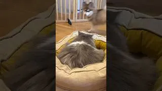 Thumbnail: Tag your it.. You can’t catch me kitty-cat🐾🤣#husky #huskylife #petlover #playtime #fluffyfriend
