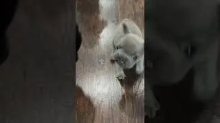 Thumbnail: This little guy is trying to pick a fight with everyone🐾🐶#frenchbulldog #cutepuppy #puppypic