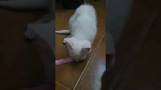 Thumbnail: Freyja joins our family🥰😻😸 #kitten #kitty #cat #catvideos #whitecat