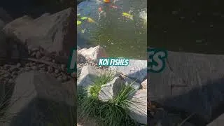 Thumbnail: Koi Fish #highlights  #koifish  #koi  #canada  #kelownabc
