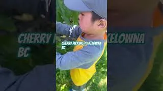 Thumbnail: Cherry Picking #kelownabc  #cherry  #cherrypicking  #canada  #highlights