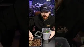 Thumbnail: How To Make a Mantis Enclosure Cheap #terrarium #mantis #prayingmantis