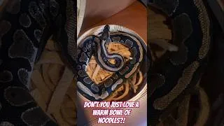 Thumbnail: Nothing says Autumn like a warm bowl of noodles! #python #snake #ballpython #nature