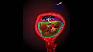 Thumbnail: Incredible Moment a Baby Kicks Inside the Womb! 👶🦶🤰 #Shorts