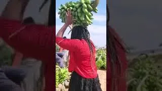 Thumbnail: My life in Uganda Kapchorwa. Most women sell bananas called Matooke for a living.