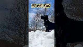 Thumbnail: Charlie