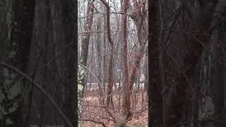 Thumbnail: Bohemian Waxwings Attack Flowering Crabapple Tree Short