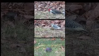 Thumbnail: Northern Minnesota Woodpeckers Foraging   Short #pileatedwoodpecker #red-bellied #Northernflicker