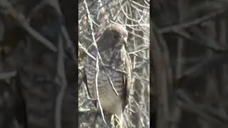 Thumbnail: Beautiful Broad Winged Hawk Short