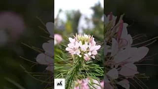 Thumbnail: 🎧 One Minute of Pure Relax – Immortal Timeless Classical Escape