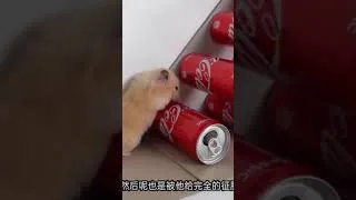 Thumbnail: My Funny Pet Hamster #shorts