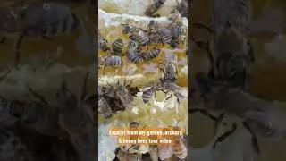 Thumbnail: New beekeepers see their wild honey for the 1st time #shorts #honey #honeybees
