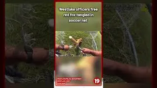 Thumbnail: Westlake officers free tangled red fox