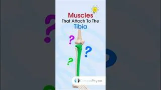 Thumbnail: Muscles that Attach to the Tibia #physicaltherapy #physicaltherapy #anatomy #muscleanatomy
