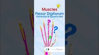 Thumbnail: Flexor Digitorum Profundus & Superficialis #physicaltherapy #physiotherapy #anatomy