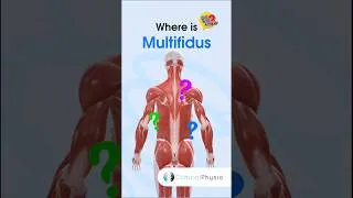 Thumbnail: Multifidus #physicaltherapy #physicaltherapy #anatomy #muscleanatomy