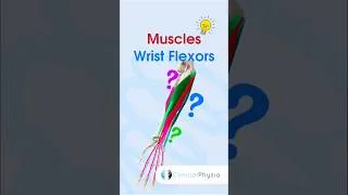Thumbnail: Wrist Flexor Muscles #physicaltherapy #physicaltherapy #anatomy #wristflexors