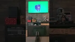 Thumbnail: Catflix #cats #spinningcat #memes #cat #catlover #catflix