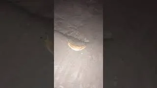 Thumbnail: snail without a shell