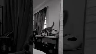 Thumbnail: #bisayamomabroad #cat