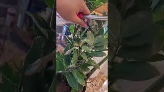 Thumbnail: Saving a ZZ plant!
