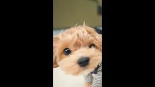 Thumbnail: 집보다 캠핑이 좋은 꼬순내 나는 강아지