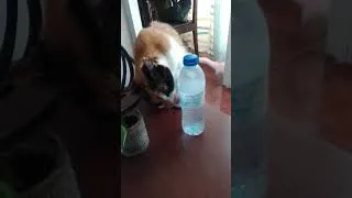 Thumbnail: [Filler] My calico cat licking a water bottle. #cat #waterbottle #calicocat