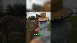 Thumbnail: Donkey hugging