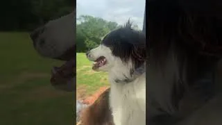 Thumbnail: Farm Dog Holly living her best life