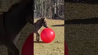 Thumbnail: Have you ever seen a donkey that likes to play ball? #FarmerJason