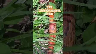 Thumbnail: Wild Georgia Corn Snake #snake coldbloodcreations #reptiles