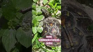 Thumbnail: Box Turtle #coldbloodcreations #reptiles #turtle