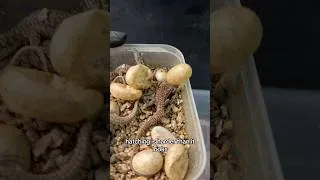 Thumbnail: he tried his best #reptiles #ackiemonitor #reptilestore