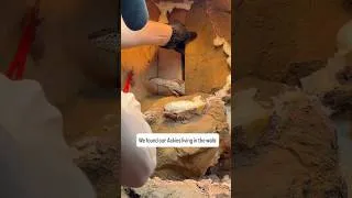 Thumbnail: We Found Our Ackie Monitors Living INSIDE Their Enclosure Walls 😅 #reptilestore #reptiles