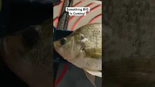 Thumbnail: Monster Crappie Incoming 🤯 #fish #fishing #crappie