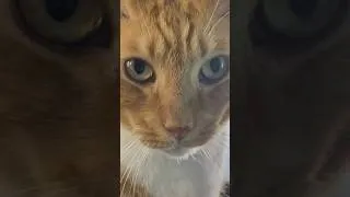 Thumbnail: Ginger Cats are Different!
