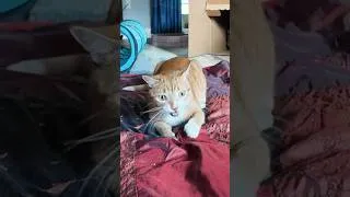 Thumbnail: Funny Orange Cat Behavior