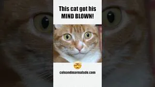 Thumbnail: This Cat Got His Mind Blown!