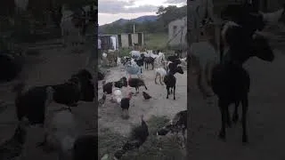 Thumbnail: Accountant By Day: Goat Farmer by Dawn : How @CollenMupatsi  Does both