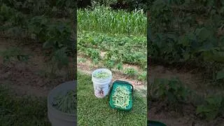 Thumbnail: Picking over 5 gallons of green beans!!!😁    #gardening #greenbeans #farmtotable #ruralking