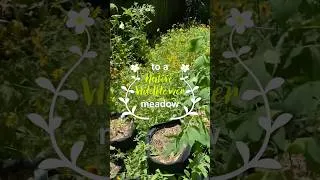 Thumbnail: I planted a wildflower meadow in my backyard. #wildflowers #garden #wildflowwildflowers owers