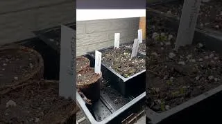Thumbnail: Happy Birthday Seedlings! 🌱 #seedstarting #2023gardening #onions