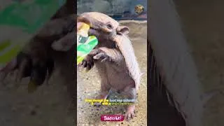 Thumbnail: A chance encounter gave the little armadillo a better life. #armadillo #wildlife #rescue