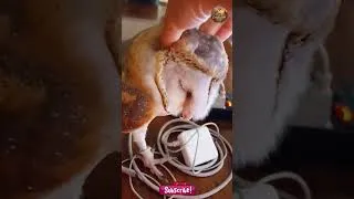 Thumbnail: Thanks to the young woman for caring for the baby barn owl before releasing it back into the wild.